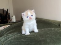 Exotic shorthair snoopy dişi bebek