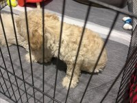 Maltipoo kalite yavrular ırk sağlık garantili