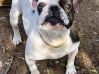 YAVRU YETİŞKİN FRENCH BULLDOG KÖPEKLER