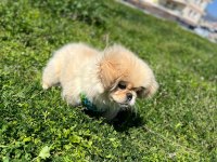 Acil satılık köpeğimiz