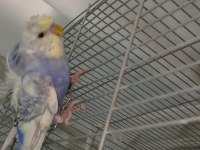 3 adet japones muhabbet kuşlar