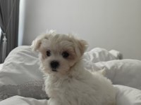 3 aylık aylık maltipoo tuvalet eğitimi var