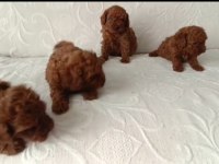 IRK VE SAĞLIK GARANTİ TOY POODLE YAVRULARIMIZ