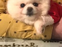 Güzeller güzeli pomeranian kızım yeni yuvasını arıyor