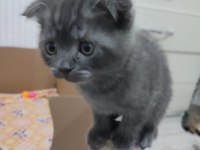 Scottish fold oğlumuza yuva arıyoruz
