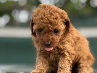 Küçük poodle prensler ve prensesler