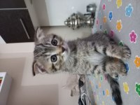Yavru scottish fold