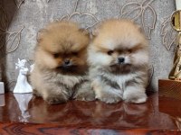 Efsane Pomeranian Boo yavru ayıcık surat