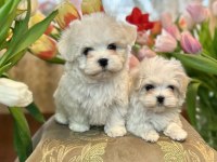 Kore Orjinal 0 Numara Maltese Bebekler