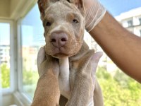 Şampiyon kan hattı A scr(Kif-FCI) özel renk doberman