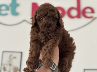 En güzel redbrown kore toy poodle yavrularımız