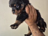 A kalite rottweiler koca kafa yavrular