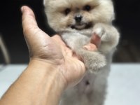 Ayı surat garantili pomeranian
