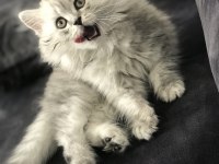 British longhair miniğimize yuva arıyoruz