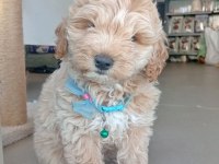 Erkek Maltipoo Tuvalet Eğitimli
