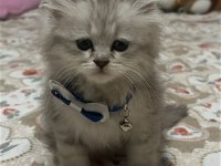 Erkek yavru british longhair