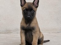 Kaliteli Kan Hattından Malinois Yavruları