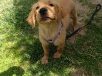 3 Aylık golden retriever köpeğimiz