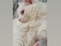 2 yaşında kısır Erkek Ankara kedisi