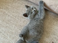 EVİNİZE NEŞE GETİRECEK YAVRU KEDİLER