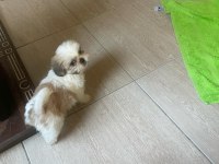Shih Tzu Yavrularımız Yeni Ailesini Arıyor
