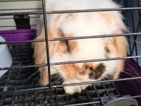 English lop tavşan