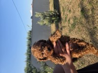 Orjinal toy poodle