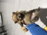 Pomeranian boo erkek yavrularımız 1.5 aylık