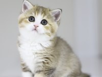 Teslime hazır tontik british shorthair yavrular