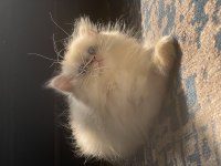 Safkan BRİTİSH LONGHAİR ERKEK 3 aylık