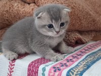 Scottish fold ve british yavru kediler