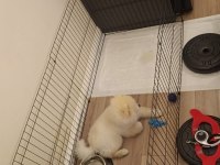 İZMİR POMERANİAN BOO YAVRUMUZ