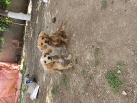 Golden Dachshund (Golden Retriever + Dachshund)