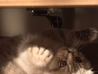 Scottish fold kedimize sıcak yuva arıyoruz