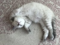 British shorthair