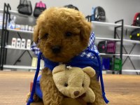 F1 maltipoo köpeği yavrular