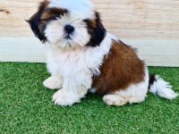 IRK GARANTİLİ SHİH TZU YAVRULARI