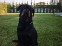 Çiftleştirme ilanı erkek kif şecereli rottweiler