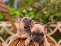Uygun French Bulldog Yavrular