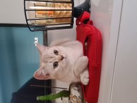 Bursa yavru british shorthair