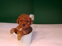 A kalite teacup poodle bebeklerimiz