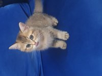 Black Golden British Shorthair Dişi Yavru