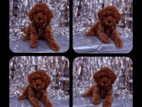 Toy poodle yavrular