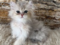 British longhair kedimiz