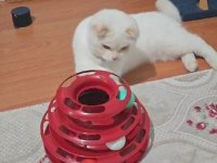 Scottish fold blue kedimiz
