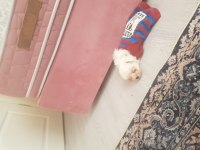 Baldan tatlı terrier yavrumuz