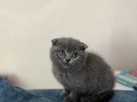 Dişi scottish fold uyguna yavru