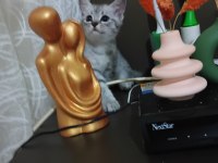 British shorthair 2 aylık antalya