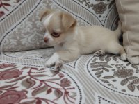 Teacup şivava