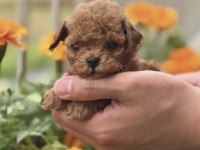 Toy Poodle Kore Minyatür Hepsi Mevcut